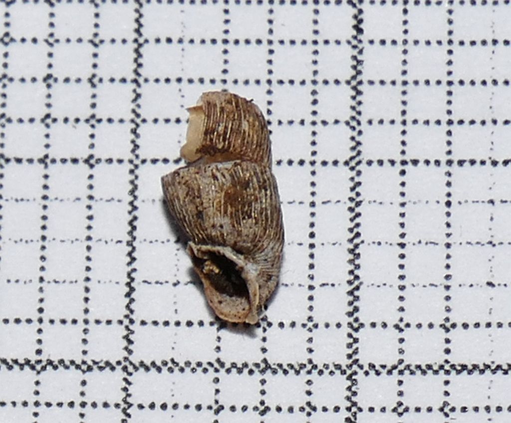 Clausilia?